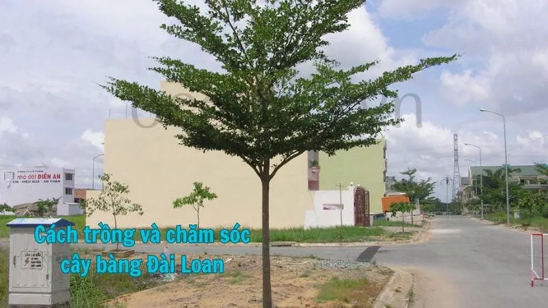 Cách trồng và chăm sóc cây bàng Đài Loan