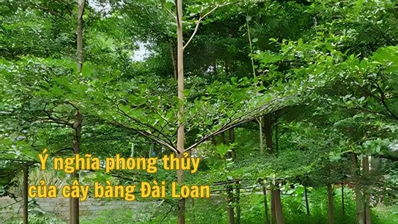 Ý nghĩa phong thủy của cây bàng Đài Loan