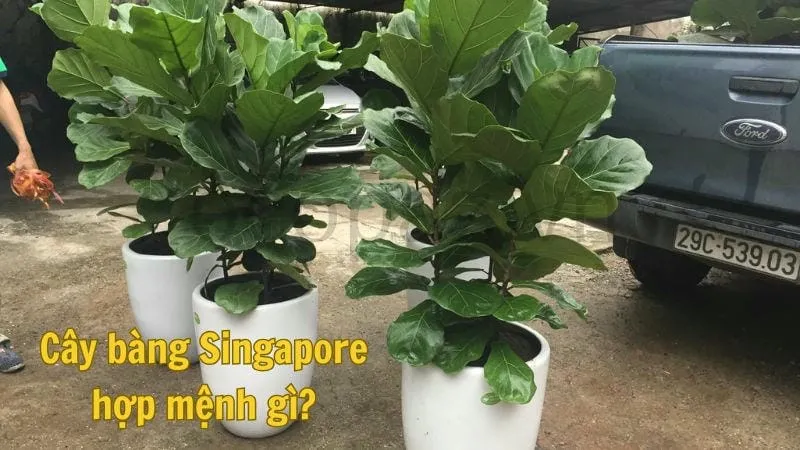 Cây bàng singapore - Loài cây cảnh đẹp đáng sở hữu 7