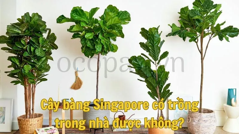 Cây bàng singapore - Loài cây cảnh đẹp đáng sở hữu 8