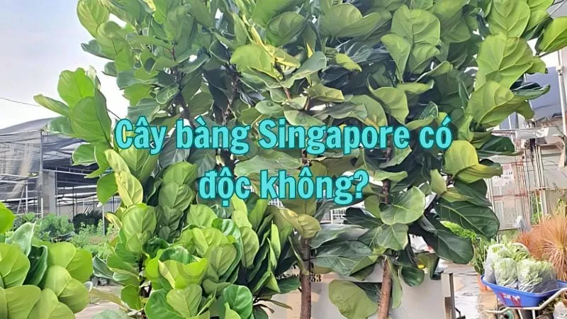 Cây bàng singapore - Loài cây cảnh đẹp đáng sở hữu 9