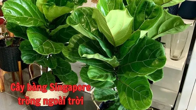 Cây bàng singapore - Loài cây cảnh đẹp đáng sở hữu 10