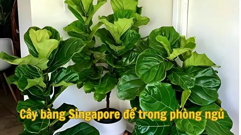 Cây bàng singapore - Loài cây cảnh đẹp đáng sở hữu 11