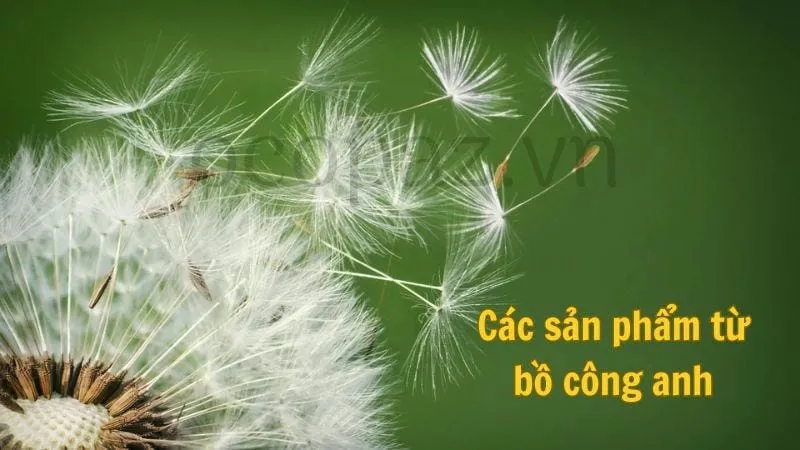 Các sản phẩm từ bồ công anh