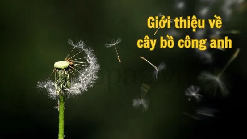 Giới thiệu về cây bồ công anh