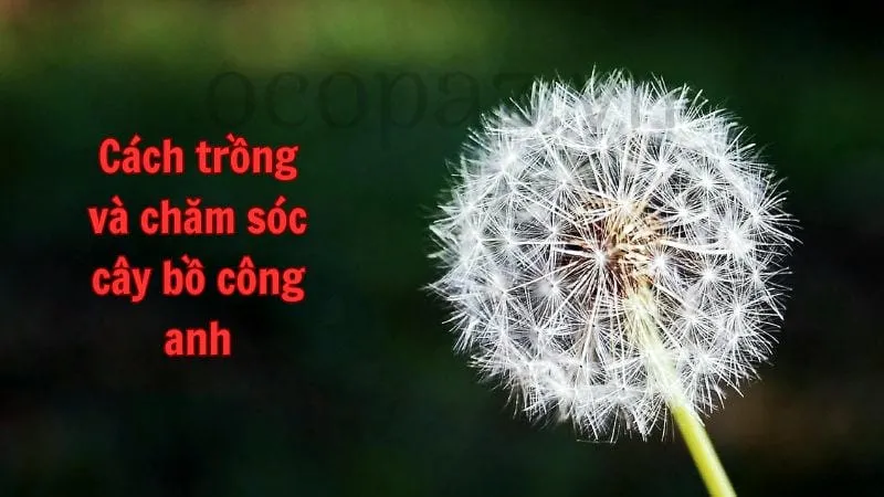 Cách trồng và chăm sóc cây bồ công anh