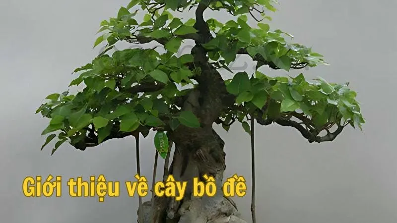 Giới thiệu về cây bồ đề