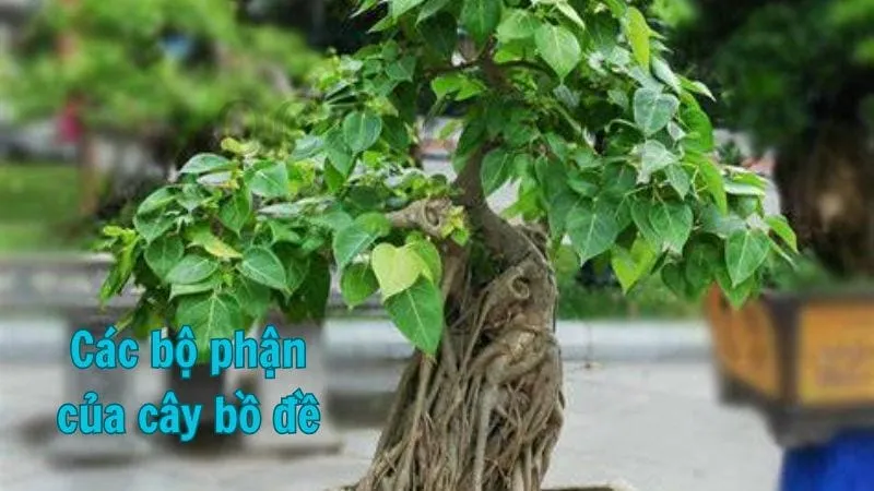 Các bộ phận của cây bồ đề