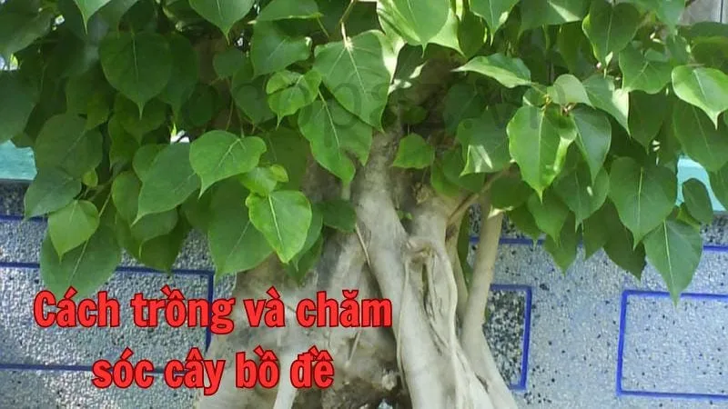 Cách trồng và chăm sóc cây bồ đề