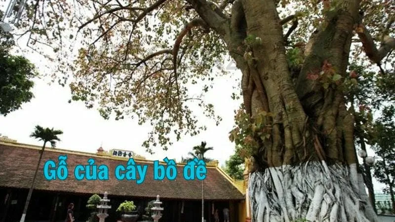 Gỗ của cây bồ đề