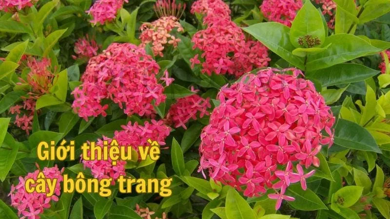 Giới thiệu về cây bông trang