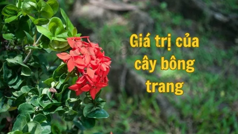 Giá trị của cây bông trang