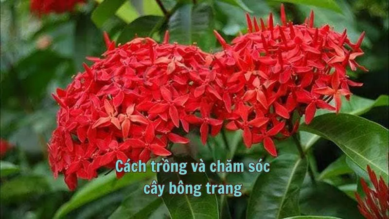 Cách trồng và chăm sóc cây bông trang