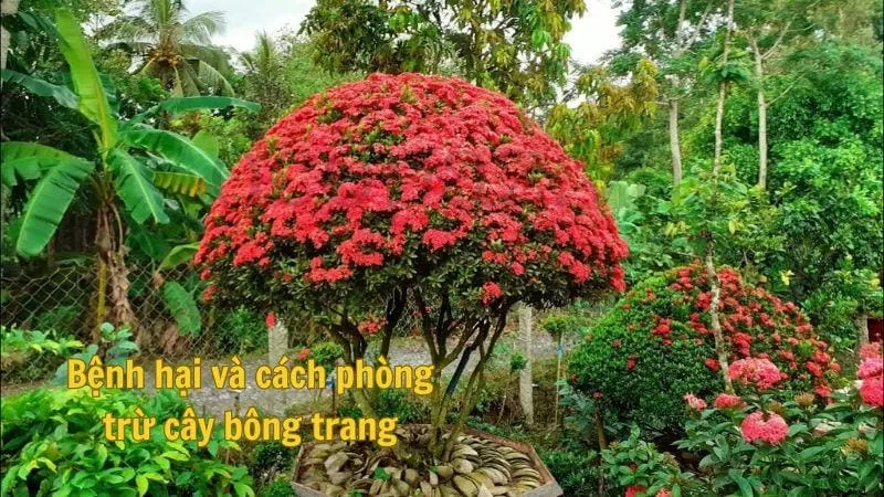 Bệnh hại và cách phòng trừ cây bông trang