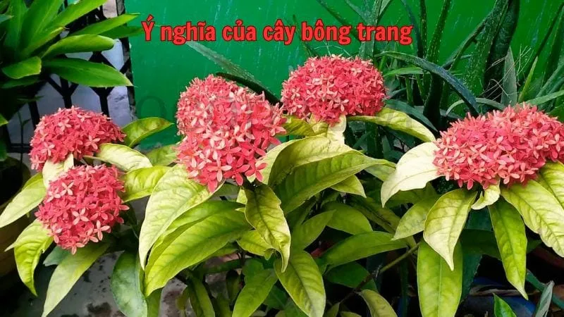 Ý nghĩa của cây bông trang