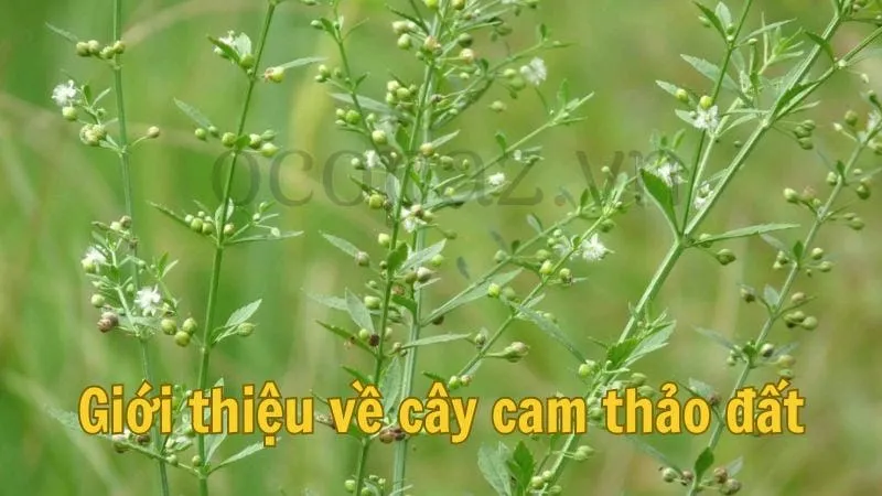 Giới thiệu về cây cam thảo đất