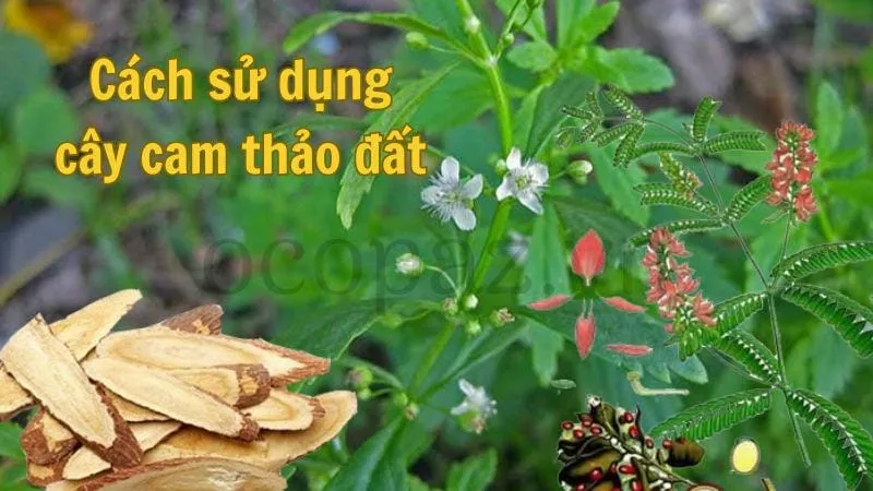 Cách sử dụng cây cam thảo đất