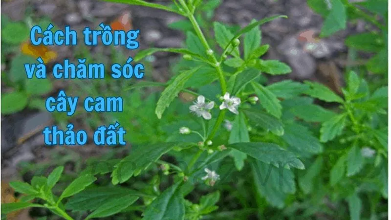 Cách trồng và chăm sóc cây cam thảo đất