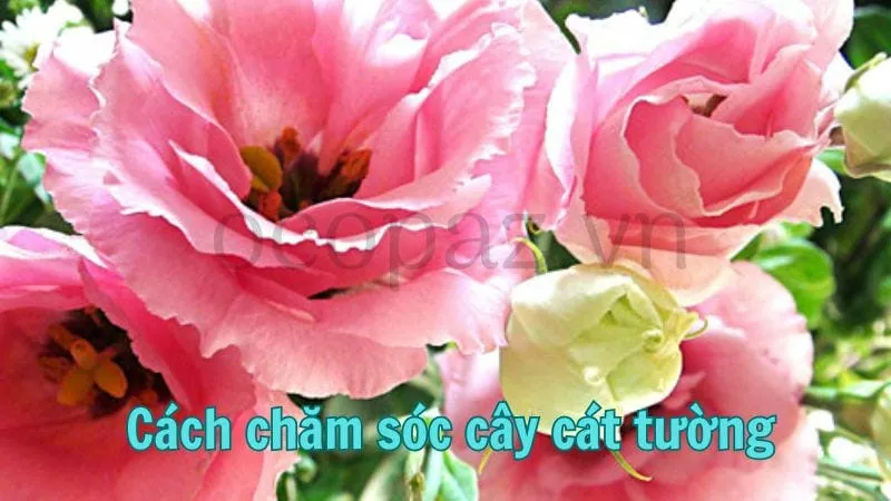 Cách chăm sóc cây cát tường