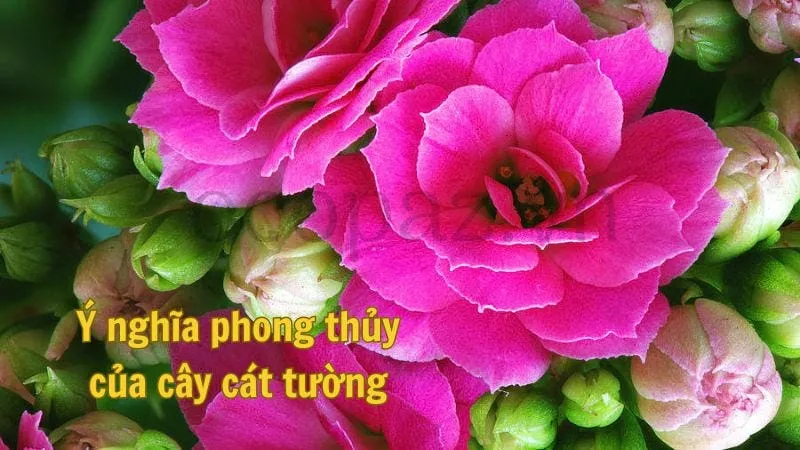 Ý nghĩa phong thủy của cây cát tường