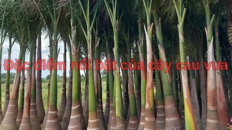 Đặc điểm nổi bật của cây cau vua