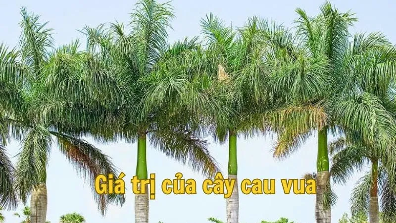 Giá trị của cây cau vua