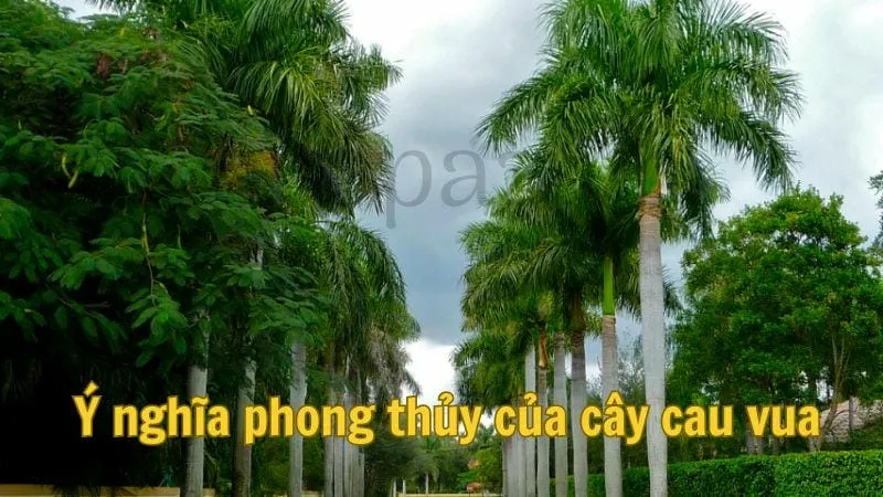 Ý nghĩa phong thủy của cây cau vua