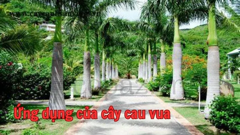 Ứng dụng của cây cau vua