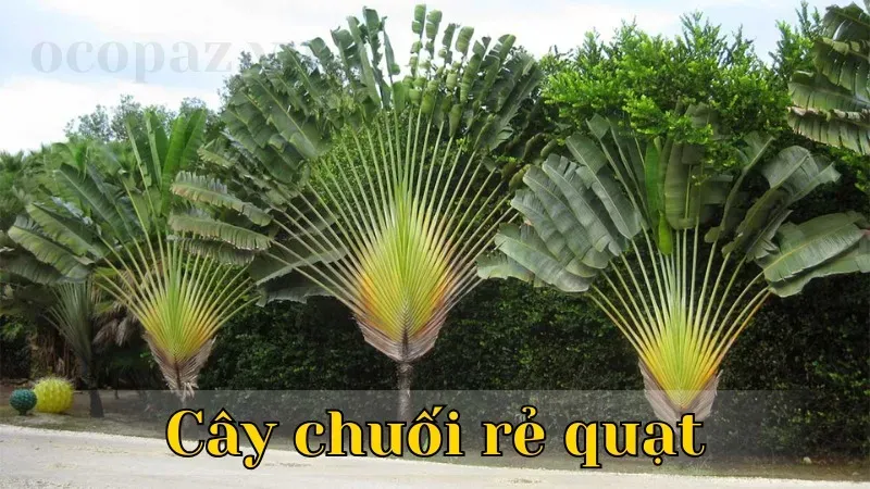 Cây chuối rẻ quạ - Hướng dẫn trồng và chăm sóc đơn giản tại nhà