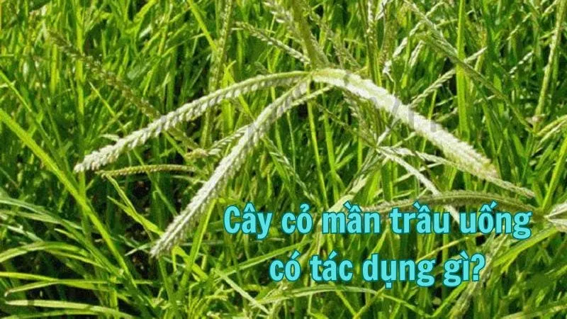 Cây cỏ mần trầu uống có tác dụng gì?