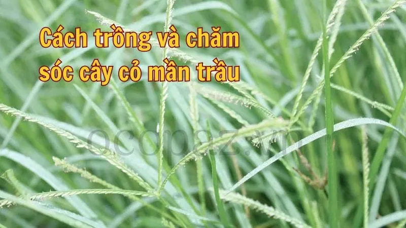 Cách trồng và chăm sóc cây cỏ mần trầu