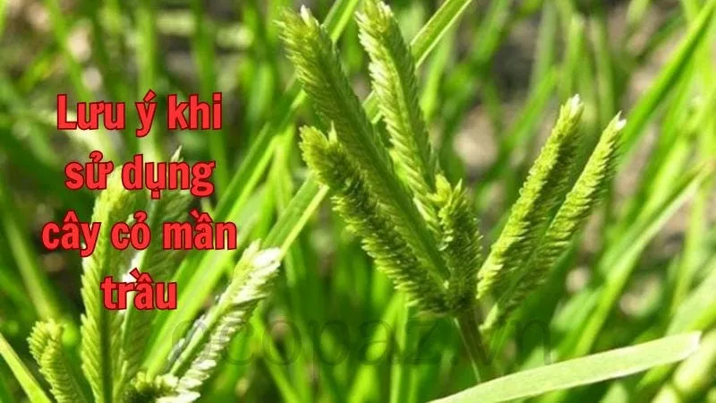 Lưu ý khi sử dụng cây cỏ mần trầu