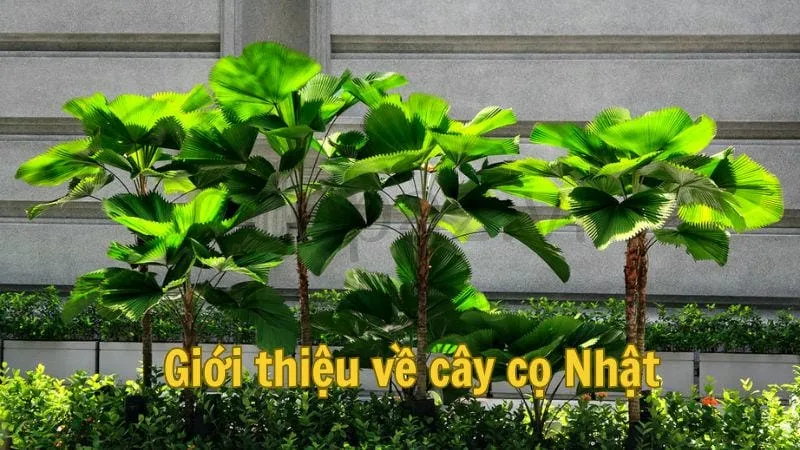 Giới thiệu về cây cọ Nhật