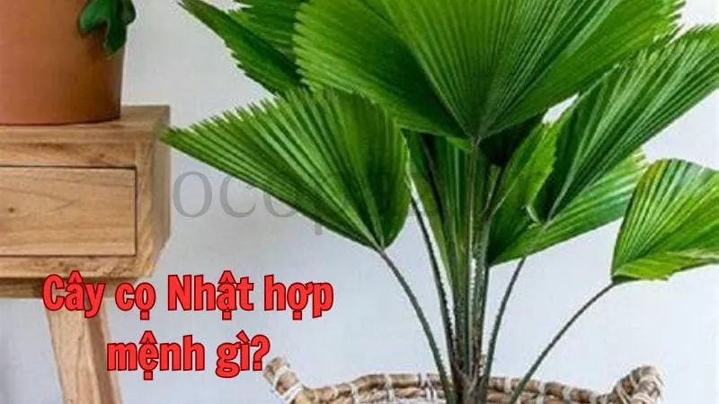 Cây cọ Nhật hợp mệnh gì?