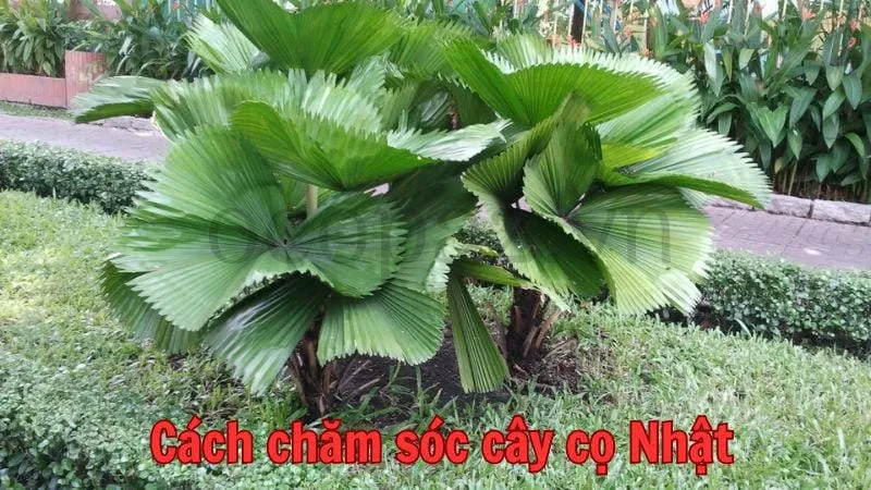 Cách chăm sóc cây cọ Nhật