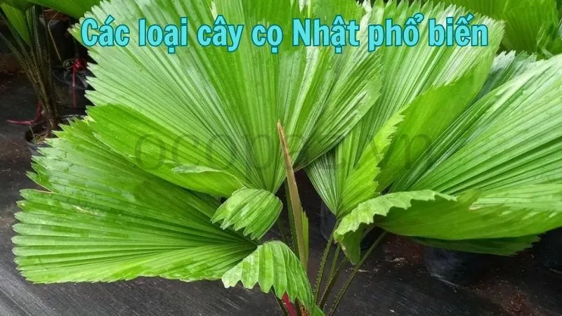 Các loại cây cọ Nhật phổ biến