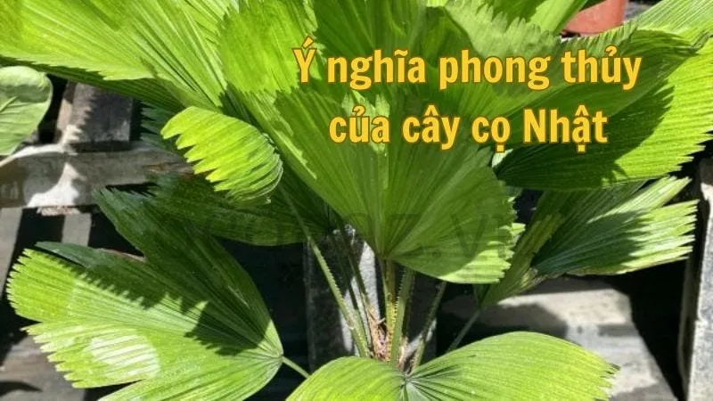 Ý nghĩa phong thủy của cây cọ Nhật