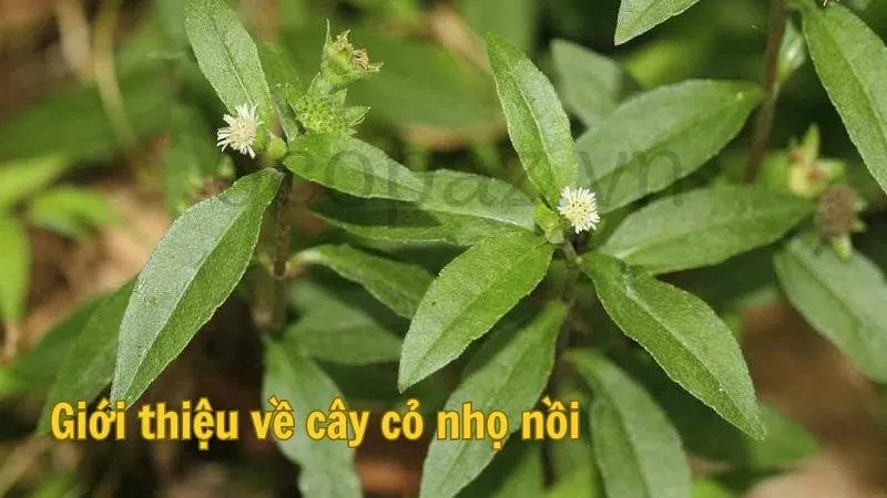 Giới thiệu về cây cỏ nhọ nồi