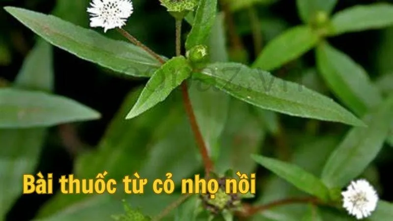 Bài thuốc từ cỏ nhọ nồi