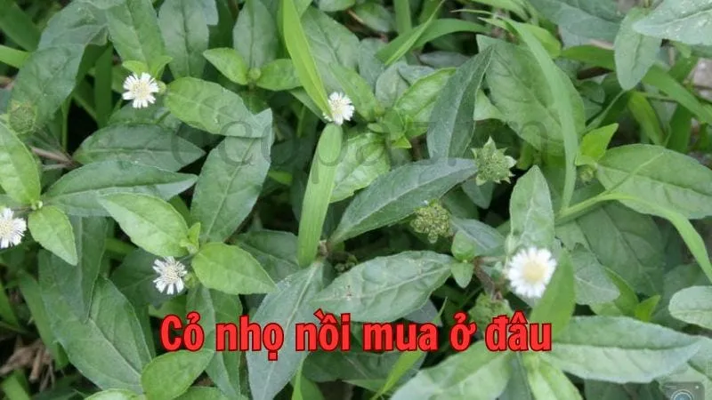 Cỏ nhọ nồi mua ở đâu