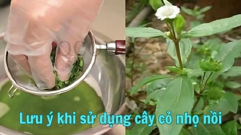 Lưu ý khi sử dụng cây cỏ nhọ nồi