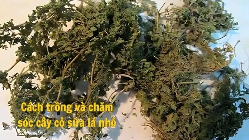 Cách trồng và chăm sóc cây cỏ sữa lá nhỏ