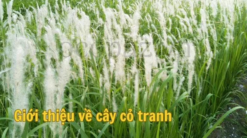 Giới thiệu về cây cỏ tranh