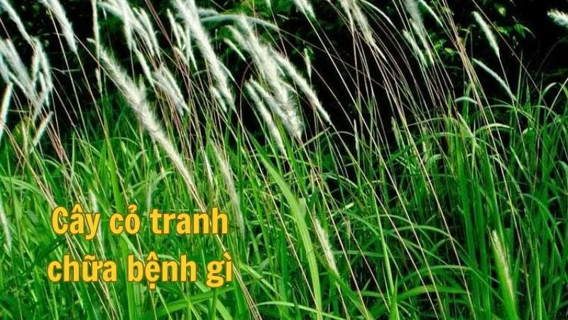 Cây cỏ tranh chữa bệnh gì