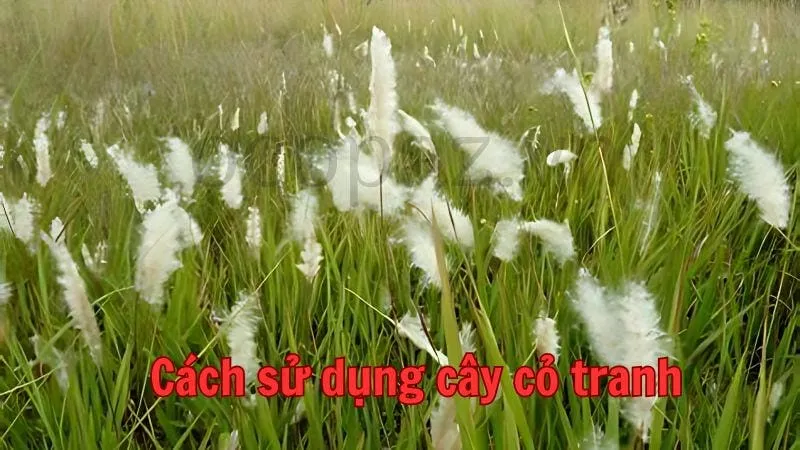 Cách sử dụng cây cỏ tranh