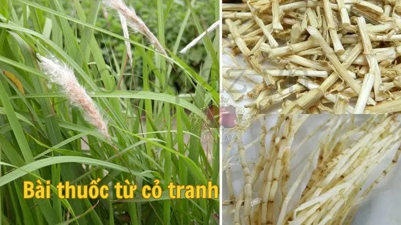 Bài thuốc từ cỏ tranh