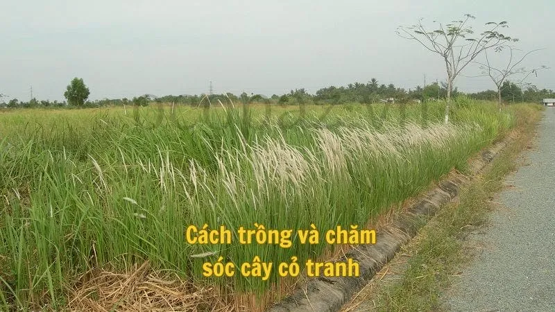 Cách trồng và chăm sóc cây cỏ tranh