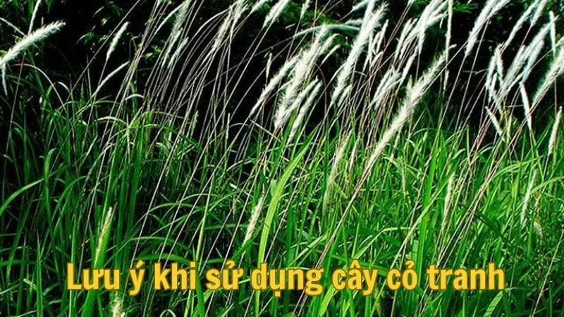 Lưu ý khi sử dụng cây cỏ tranh