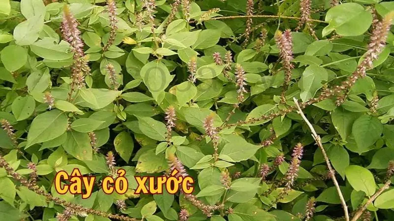 Tìm hiểu về cây cỏ xước và những công dụng của nó