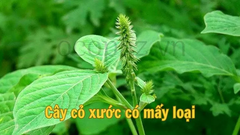 Cây cỏ xước có mấy loại